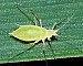 Metopolophium dirhodum (Rose grain aphid).jpg