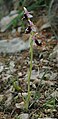 Ophrys balearica Spain - Mallorca