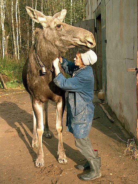 File:Milkmaid-and-Moose-Cow-hp4080.jpg