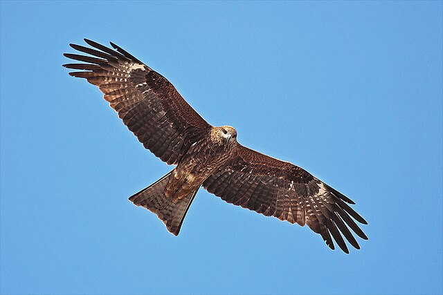 Black Kite