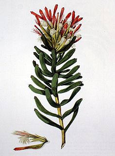 Henrik Bernard Oldenland South African artist and botanist (1663–1697)