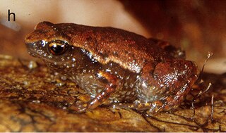 <i>Mini scule</i> Species of frog endemic to Madagascar