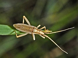 Stenodema holsata