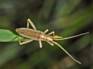 <i>Stenodema</i> Genus of true bugs