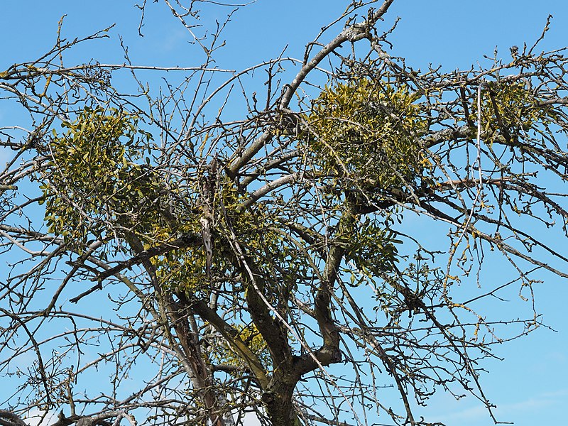 File:Mistletoe-apple-tree.jpg