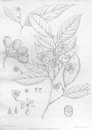 <i>Mitrephora maingayi</i> Species of plant in the family Annonaceae