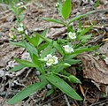 Moehringia macrophylla