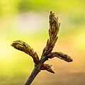 Uitlopende jonge scheuten van een moeraseik (Quercus palustris).