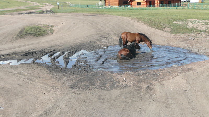 File:Mongolian horse 01.JPG