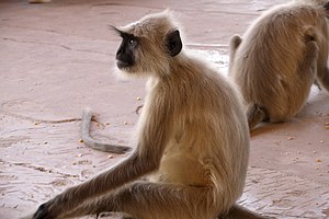 Monkeys at Amer Fort, India.jpg