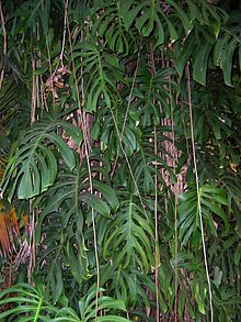 Feuillage de Monstera deliciosa.JPG