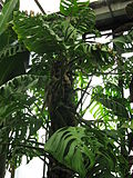 Thumbnail for Monstera epipremnoides