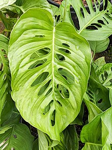 Monstera lechleriana leaf Monstera lechleriana.jpg