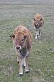 Vache Aubrac au Mas Camargues