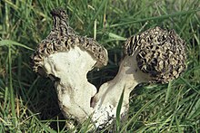 Gwaelod serasındaki Morchella vulgaris, Nisan (22843497238) .jpg