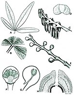 Fig. 2 A) Structure d'une feuille B) Veinage C) Sacs de pollen D) Grain de pollen E) Structure de la graine F) Cupule G) Cupule vue de profil H) Ovule