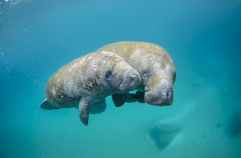 File:Mother manatee and calf.jpg