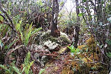 An elfin forest in Sumatra's Gunung Leuser National Park Mount Kemiri (8187817161).jpg