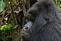 Virunga National Park