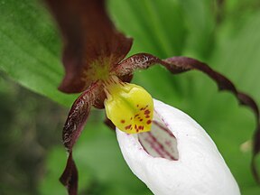 Cypripedium montanum Labellum