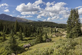 Hoosier Pass on the TransAmerica Trail Bicycle Route. Mules in the valley threaded by Hoosier Pass, high in Colorado's Rocky Mountains straddling Park and Summit counties. This pass is the highest point on the TransAmerica Trail, a transcontinental LCCN2015633685.tif