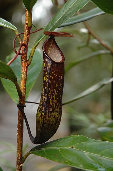 File:Murud N. muluensis 10.jpg