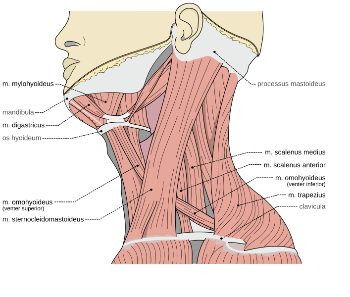 File:Musculi coli base.svg