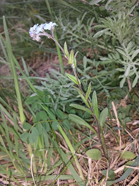 File:Myosotis stenophylla sl1.jpg