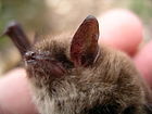 Myotis brandtii2.JPG