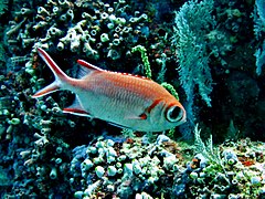 Yellow-fin soldierfish (Myripristis berndti)
