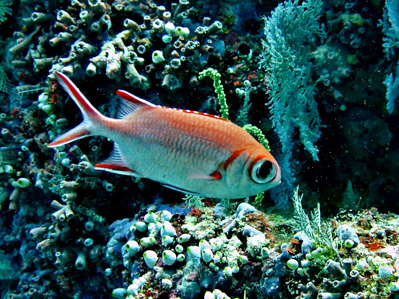 File:Myripristis berndti Maldives.JPG