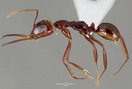 Myrmoteras iriodum