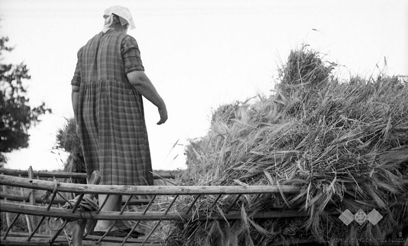 File:Nakladanje ječmena na voz, pri Opaldarju 1964.jpg