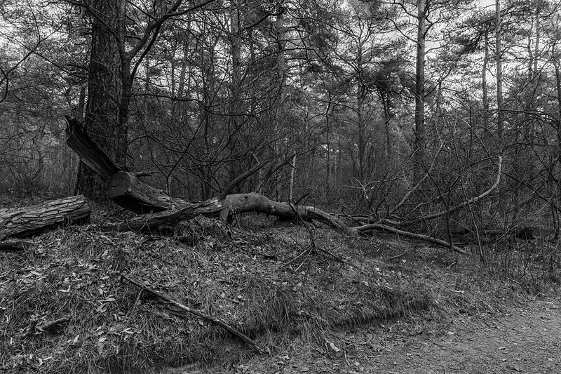 File:Nationaal Park Drents-Friese Wold. Locatie Dieverzand. Dode boom, belangrijke voedselbron in evenwichtig biotoop 001 01.jpg