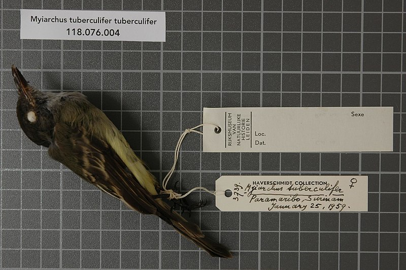 File:Naturalis Biodiversity Center - RMNH.AVES.27997 1 - Myiarchus tuberculifer tuberculifer (d' Orbigny and Lafresnaye, 1837) - Tyrannidae - bird skin specimen.jpeg