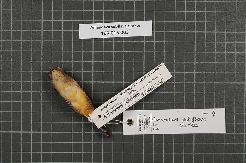 File:Naturalis Biodiversity Center - RMNH.AVES.85902 2 - Amandava subflava clarkei (Shelley, 1903) - Estrildidae - bird skin specimen.jpeg