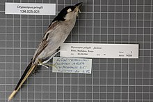 Naturalis Biyoçeşitlilik Merkezi - RMNH.AVES.94200 1 - Dryoscopus pringlii Jackson, 1893 - Laniidae - kuş derisi örneği.jpeg