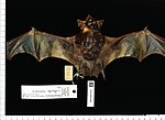 Thumbnail for Naked-rumped pouched bat