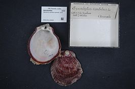 Spondylus candidus