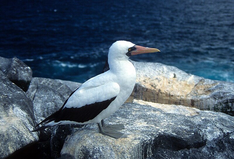 File:Nazca Booby, Sula granti, Sulidae - Galápagos Islands, Ecuador (5733022847).jpg