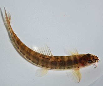 Nemacheilus chrysolaimos is a stone loach. Closely related to true loaches, like these, they have barbels. Nemac fasci 080519 9380 ckoep.jpg