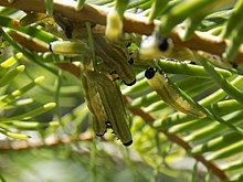 Neodiprion abietis larvae.jpg