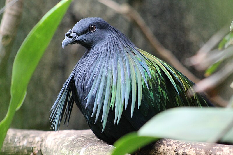 File:Nicobar pigeon zoo.jpg