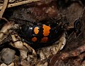 Nicrophorus vespilloides