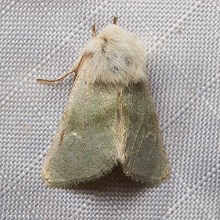 <i>Nocloa pallens</i> Species of moth