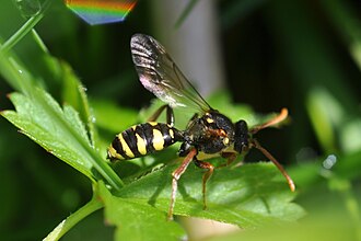 Nomada marshamella 2 Nomada marshamella 2.JPG