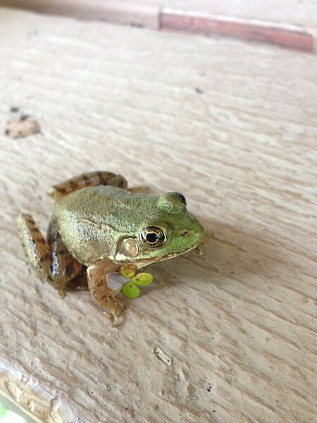 File:Northeast Ohio Green Frog.jpg