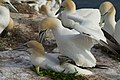 Northern gannets at Heligoland, May 2019