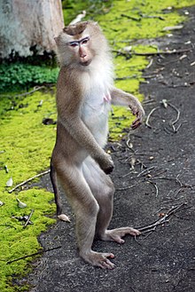 baby pigtail macaque