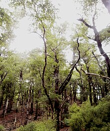 Host species Fuscospora truncata Nothofagus truncata in Hard beech forest.jpg
